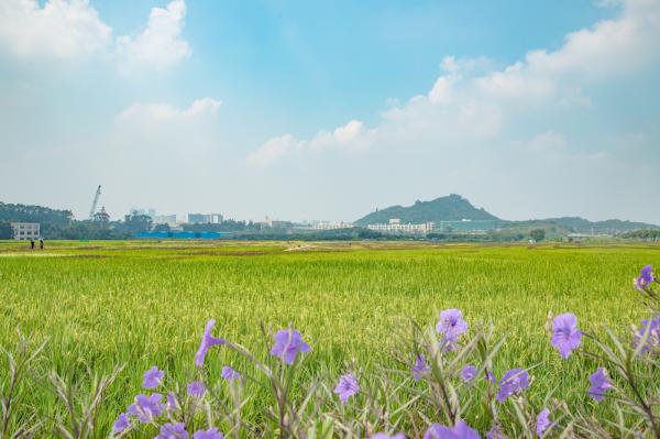 光明小镇欢乐田园