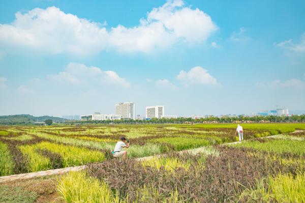 光明小镇欢乐田园