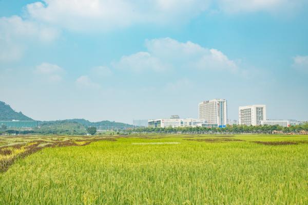 光明小镇欢乐田园