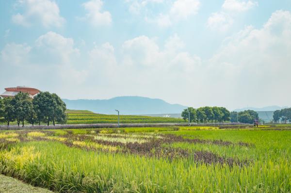 光明小镇欢乐田园