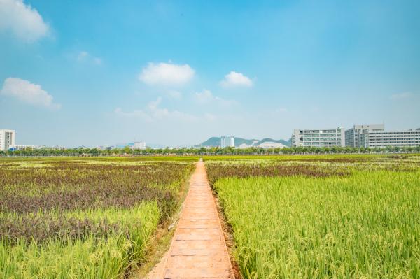 光明小镇欢乐田园