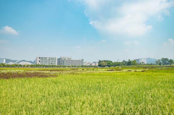光明小镇欢乐田园