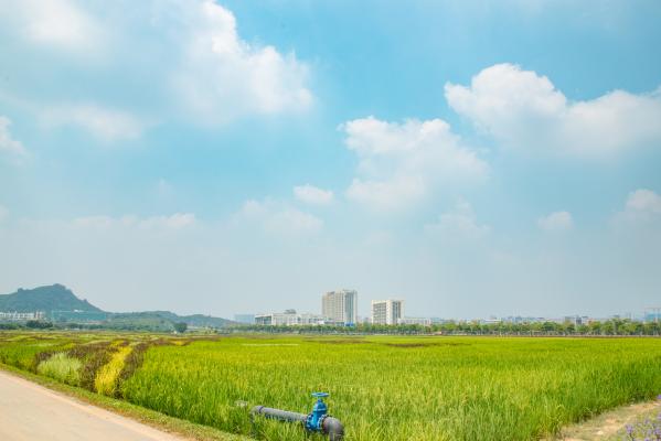 光明小镇欢乐田园