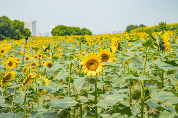 光明小镇欢乐田园