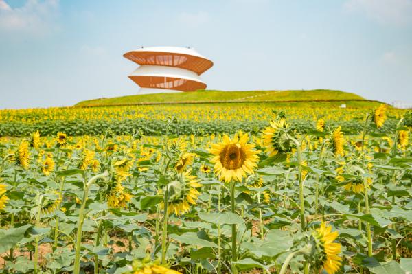 光明小镇欢乐田园