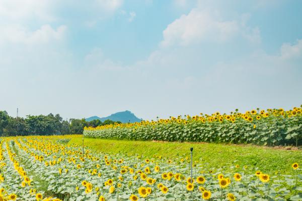 光明小镇欢乐田园