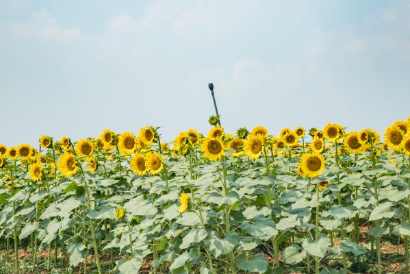 光明小镇欢乐田园