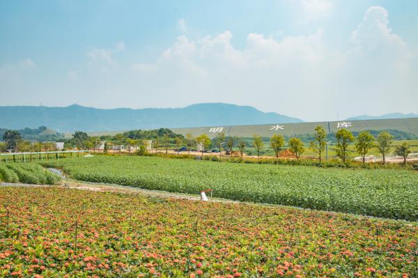 光明小镇欢乐田园