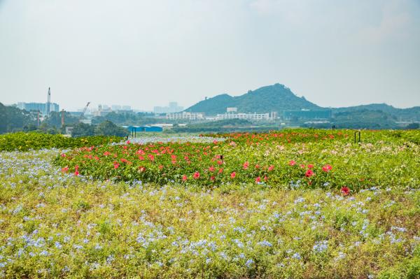 光明小镇欢乐田园
