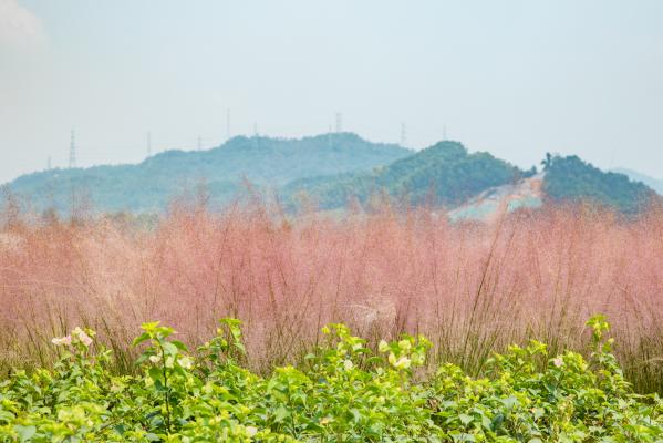 光明小镇欢乐田园