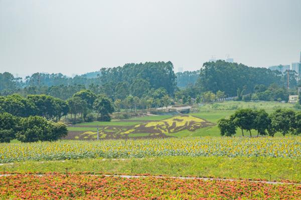 光明小镇欢乐田园