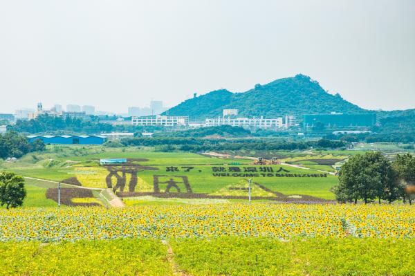 光明小镇欢乐田园