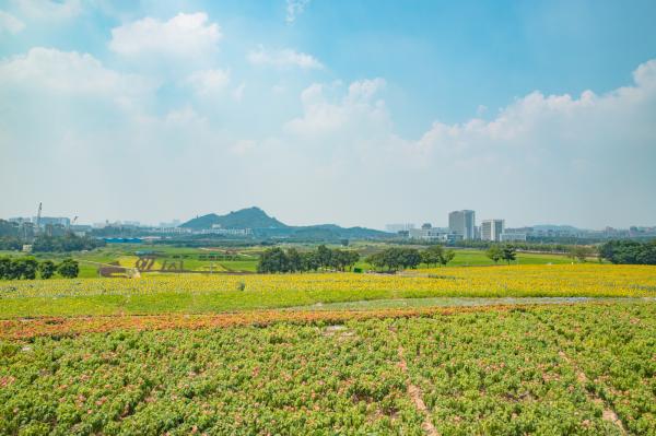光明小镇欢乐田园