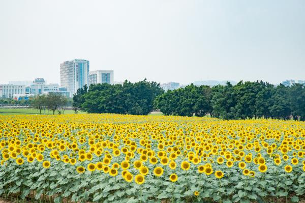 光明小镇欢乐田园