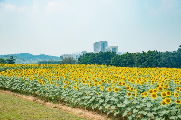 光明小镇欢乐田园