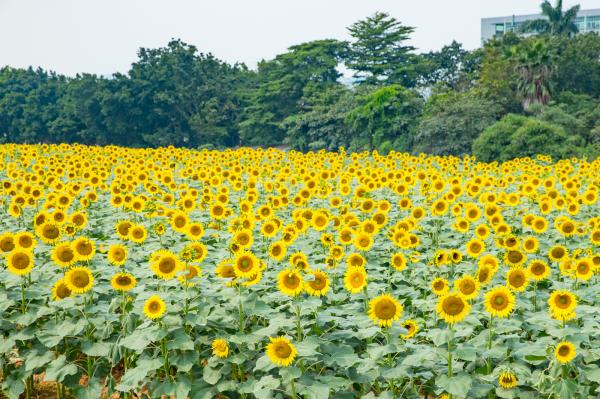 光明小镇欢乐田园