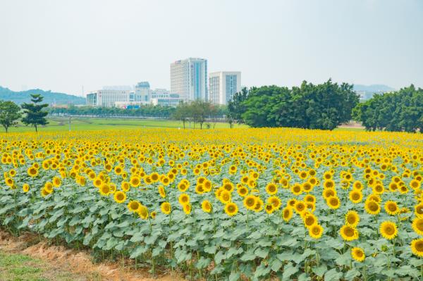 光明小镇欢乐田园