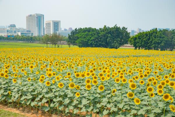 光明小镇欢乐田园