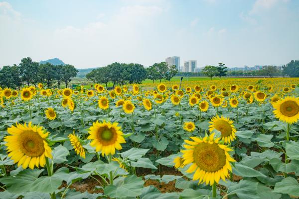 光明小镇欢乐田园
