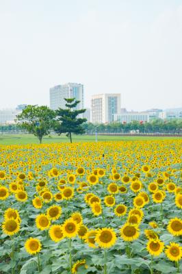 光明小镇欢乐田园