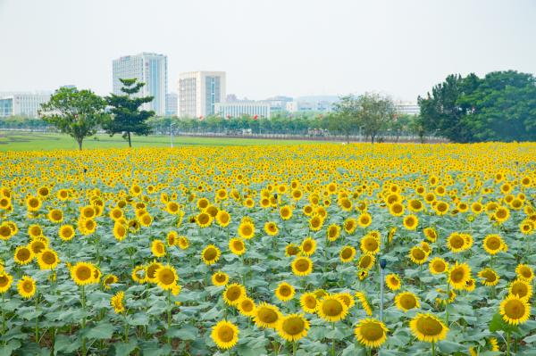 光明小镇欢乐田园