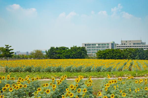 光明小镇欢乐田园