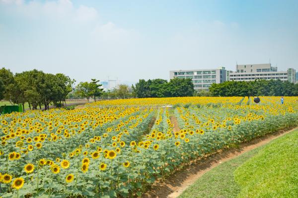 光明小镇欢乐田园