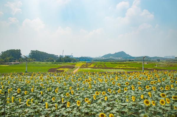 光明小镇欢乐田园
