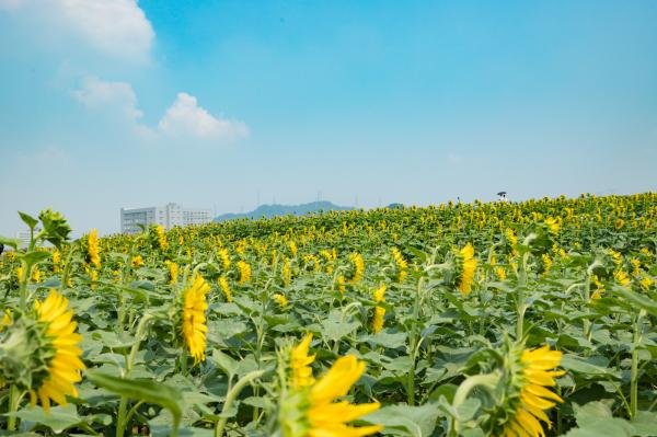 光明小镇欢乐田园
