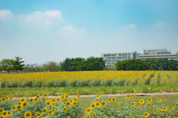 光明小镇欢乐田园