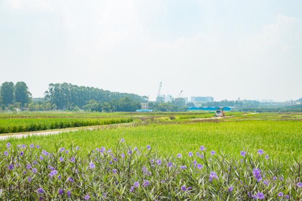 光明小镇欢乐田园
