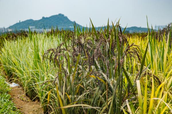光明小镇欢乐田园