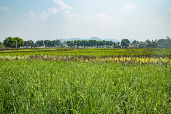 光明小镇欢乐田园