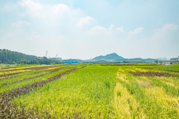 光明小镇欢乐田园