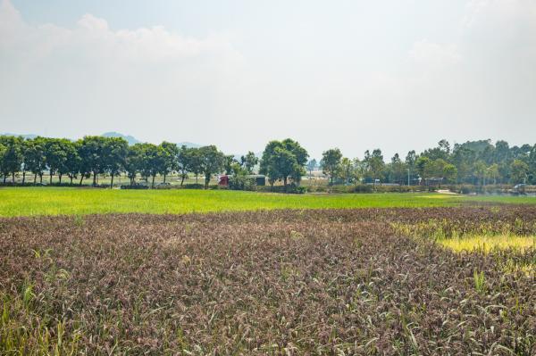 光明小镇欢乐田园