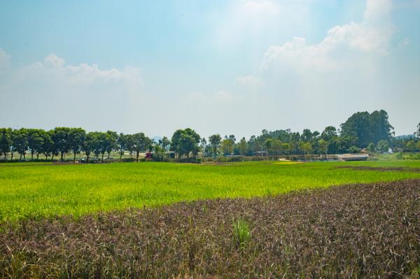 光明小镇欢乐田园