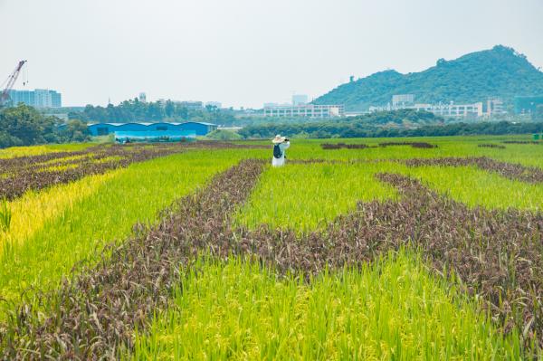 光明小镇欢乐田园