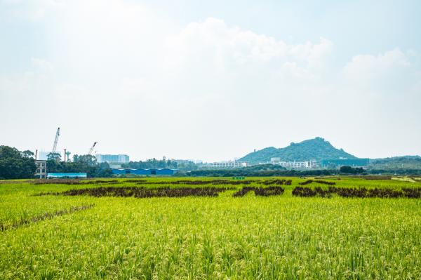 光明小镇欢乐田园