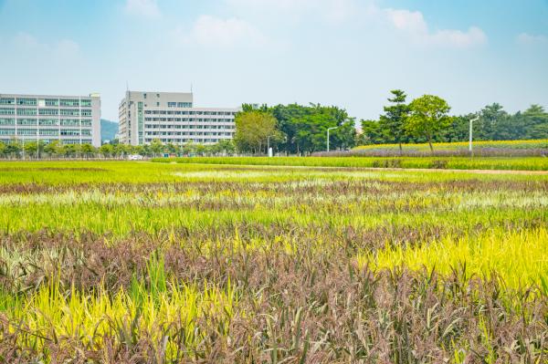 光明小镇欢乐田园