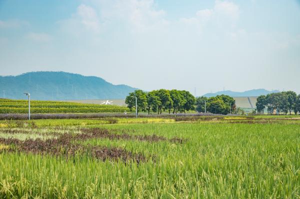 光明小镇欢乐田园