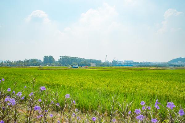 光明小镇欢乐田园