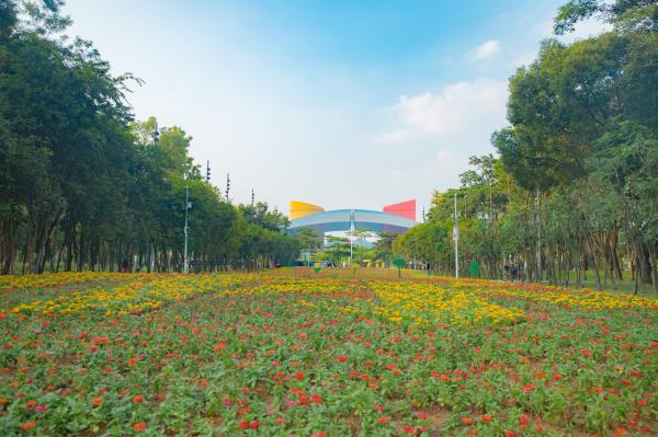 市民中心花海