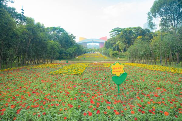 市民中心花海