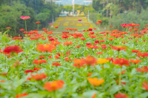 市民中心花海