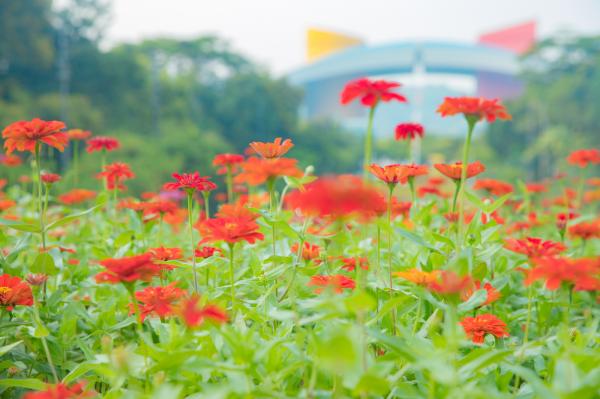市民中心花海