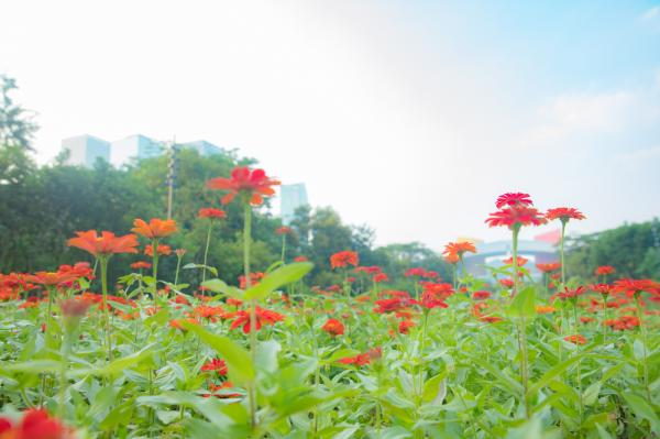 市民中心花海