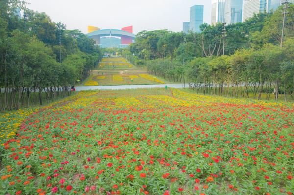 市民中心花海