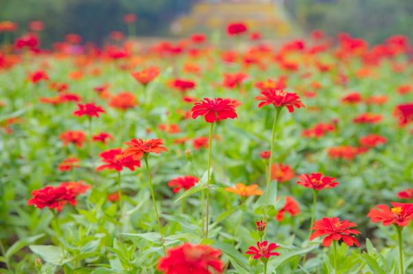 市民中心花海