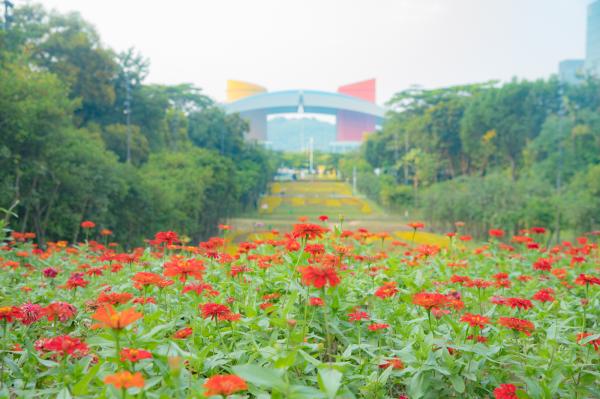 市民中心花海