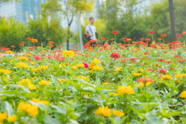 市民中心花海